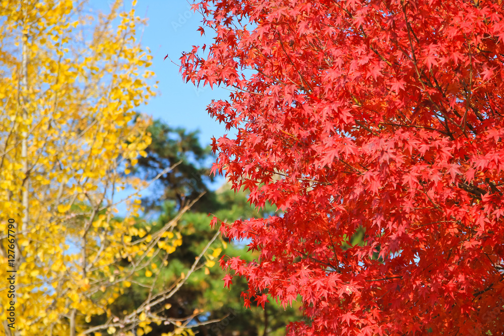 The harmony of red maple leaves and yellow ginkgo leaves / The maple leaves to go on red and ginkgo leaves to go on yellow in Korea Seoul 