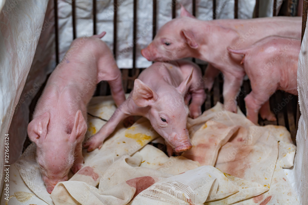 Newborn piglet Walk in stall recovery Newborn piglet Walk in stall recovery