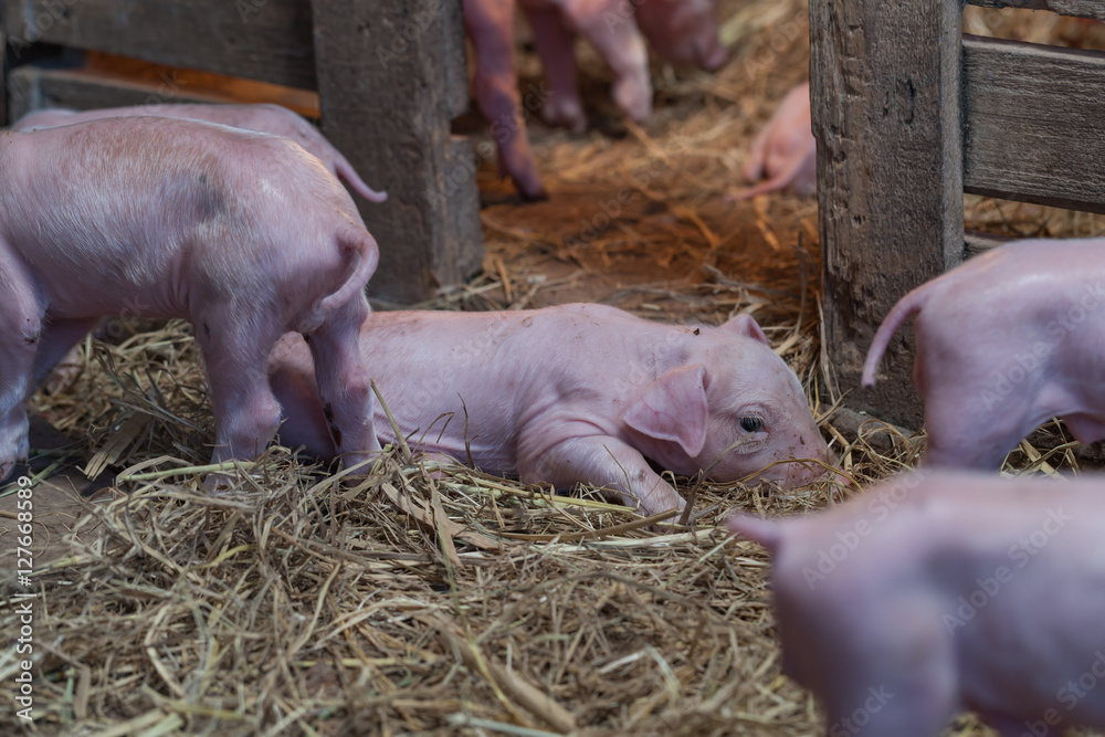 Newborn piglet Lying beside the entrance to the stable recovery. Newborn piglet Lying beside the entrance to the stable recovery.