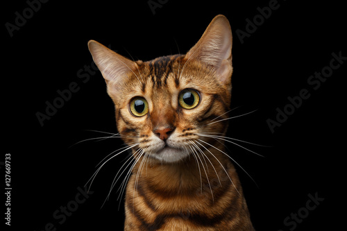 Closeup portrait of Gold Bengal Cat with rosette, Sad Looking in Camera on Isolated black background