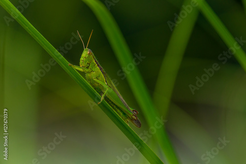 Green grasshopper on a green leaf.