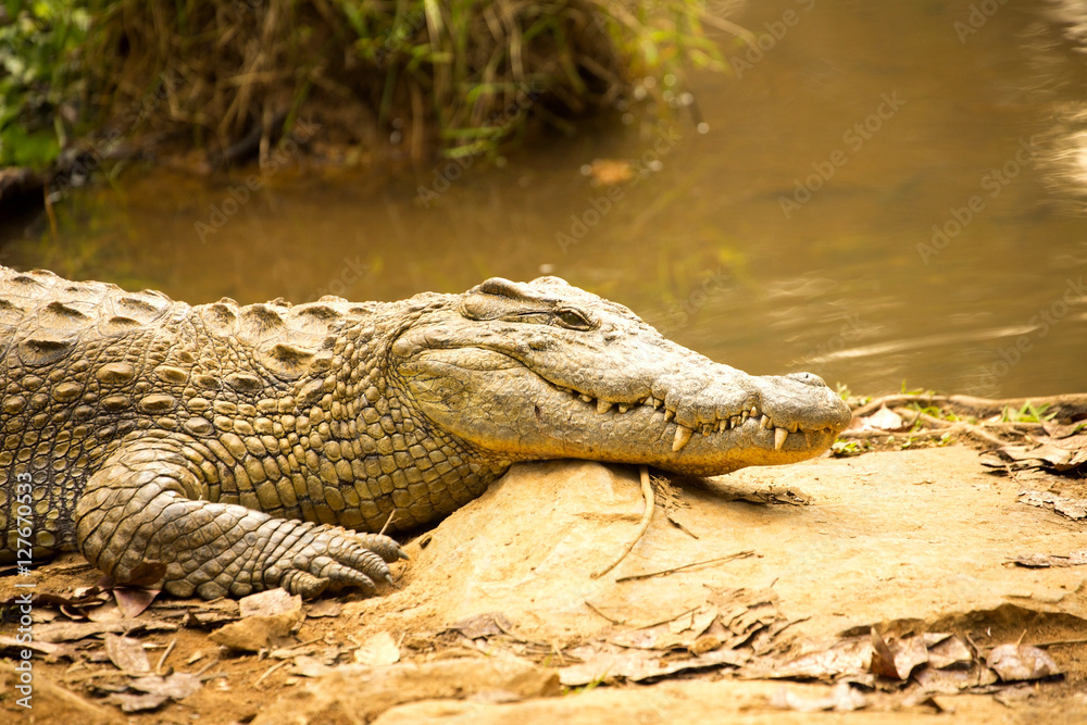 Fototapeta premium Portrait Madagascar Crocodile, Crocodylus niloticus madagascariensis, Madagascar