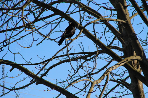 Crow on the tree branches against blue sky