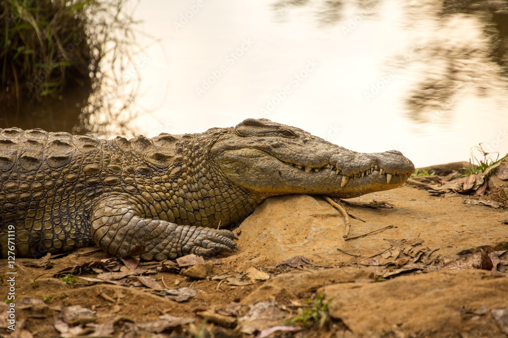 Portrait Madagascar Crocodile, Crocodylus niloticus madagascariensis, Madagascar Portrait Madagascar Crocodile, Crocodylus niloticus madagascariensis, Madagascar