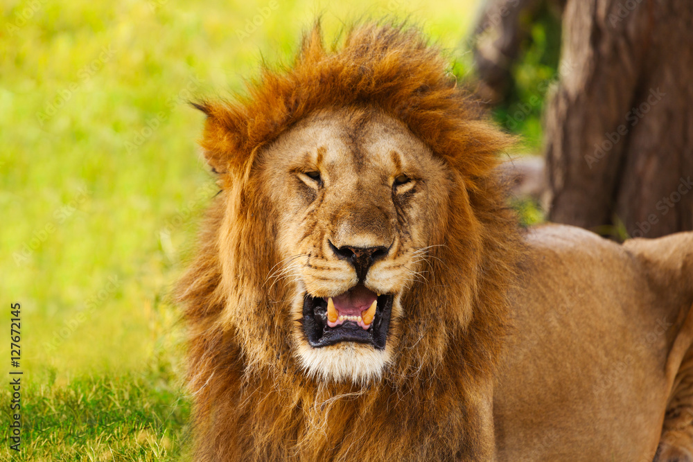 Close-up portrait of an old roaring lion