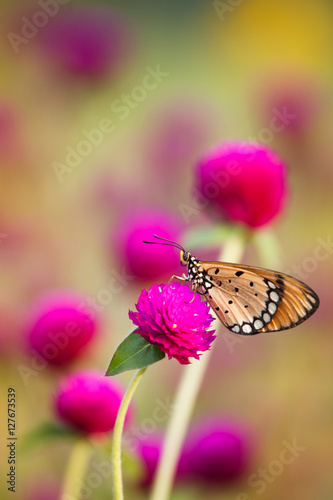 Natural Butterflies and Flowers © beerphotographer