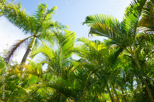 Tropical palm trees photo