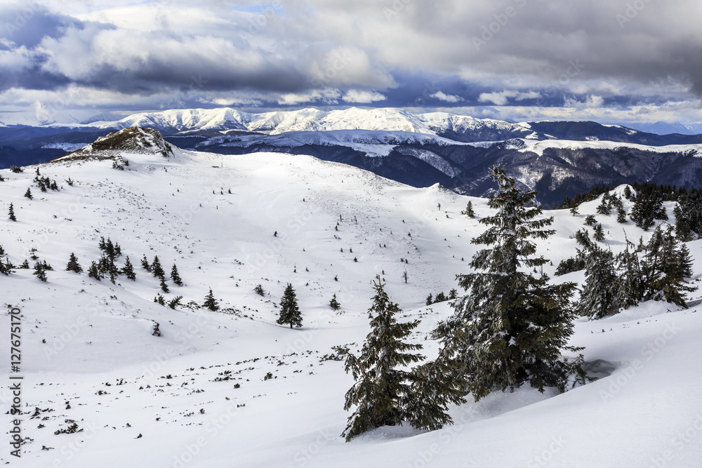 Beautiful winter landscape with pine trees