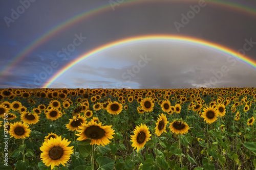 Fototapeta Naklejka Na Ścianę i Meble -  Beautiful field of sunflowers on a background of a bright double