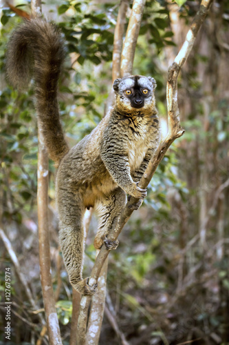 Fototapeta Naklejka Na Ścianę i Meble -  Common Brown Lemur, Eulemur fulvus, Madagascar