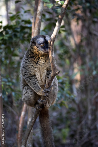 Common Brown Lemur, Eulemur fulvus, Madagascar