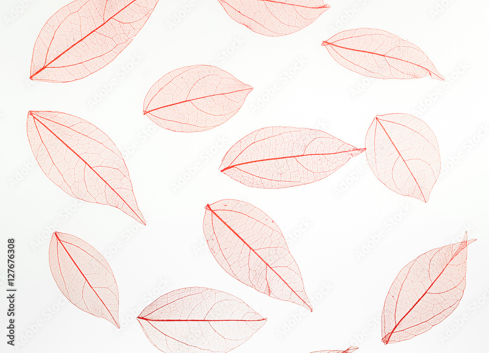 leaves from a tree isolated on white background