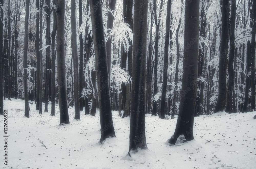 trees and snow in forest in winter trees and snow in forest in winter