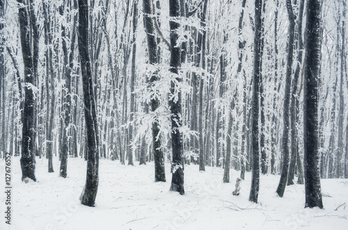 winter forest background