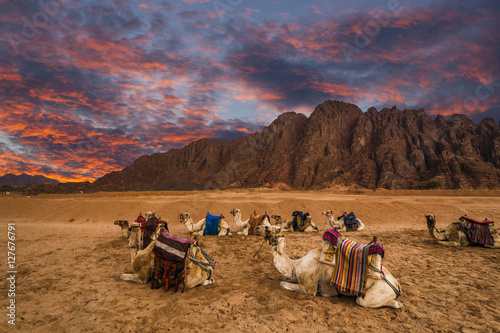 Many camels on the background of desert landscape and dramatic s