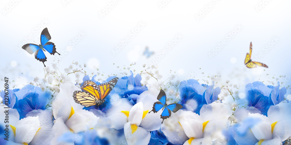 Fototapeta Niesamowite motyle w kwiatach hortensji i irysa.