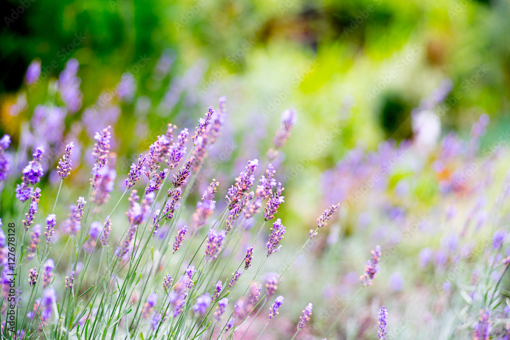 Fototapeta premium Lavender