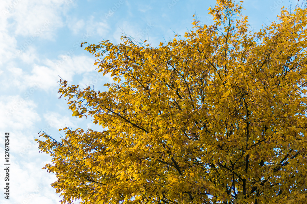 Tree with yellow leaves, the daytime sky. Perk up view