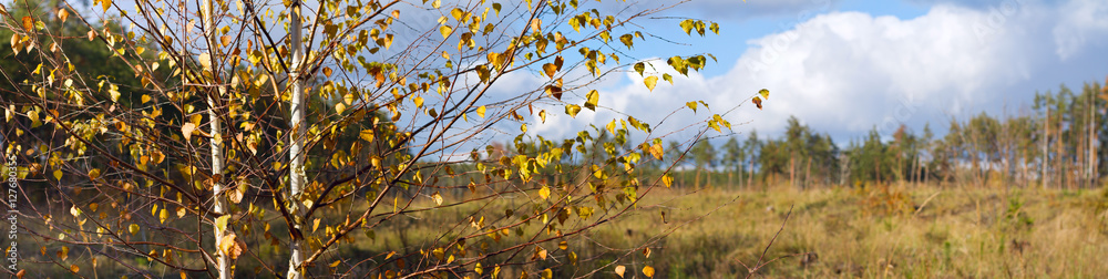 Autumn landscape banner, panorama -- birch on the background of meadows and pine forest Autumn landscape banner, panorama -- birch on the background of meadows and pine forest