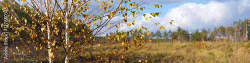 Autumn landscape banner, panorama -- birch on the background of meadows and pine forest