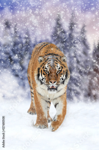 Wild siberian tiger