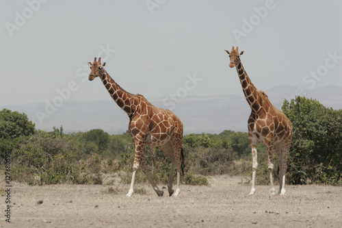 Zwei Giraffen im Anzug