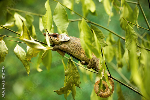 O'Shaughnessy's Chameleon Calumma oshaughnessyi in nature in Madagascar photo