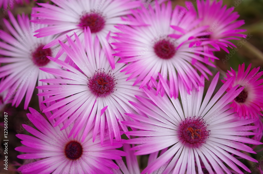 Obraz premium Vibrant Pink and White Ice Plant Flowers Blooming in Close Up