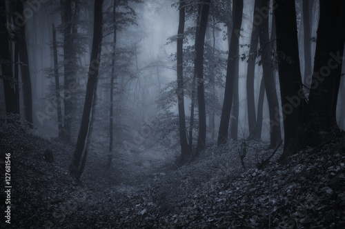 dark night in forest