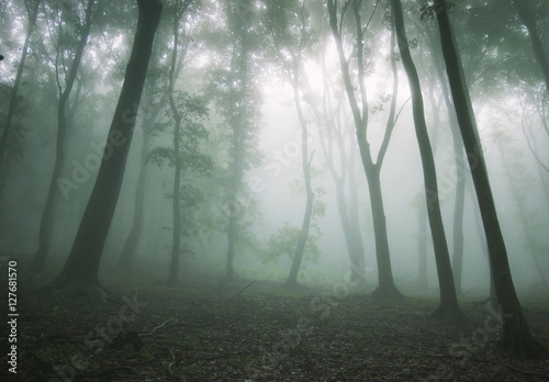 misty forest background