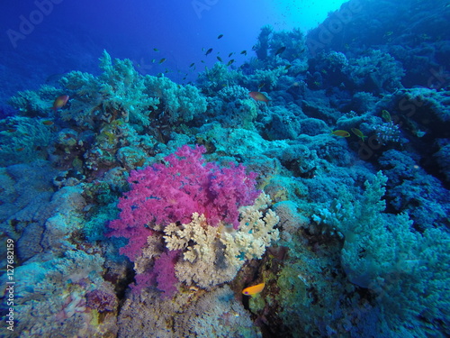 Softcoral at the Daedalus Reef, Red Sea, Egypt
