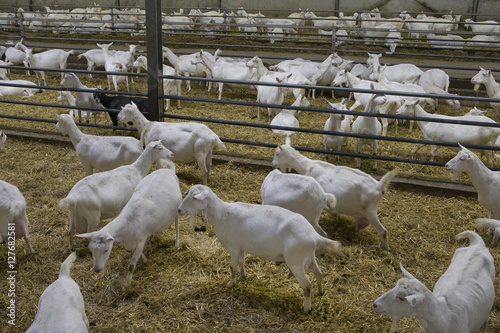 Goats Stable. Netherlands. Farming. Goatfarm. photo