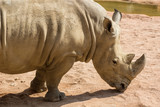 A huge rhino / rhinoceros rests, showing off his huge horn /  close up photo of   white rhino / rhinoceros face,horn and eye.