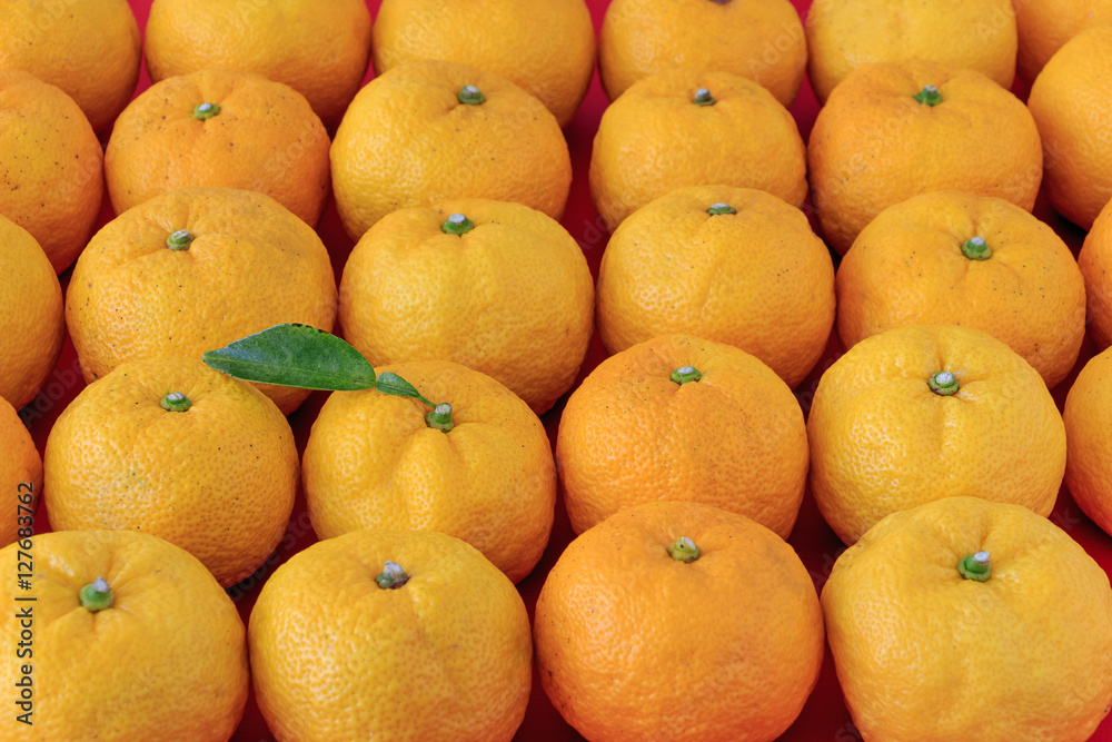 many Yuzu all around many Yuzu all around