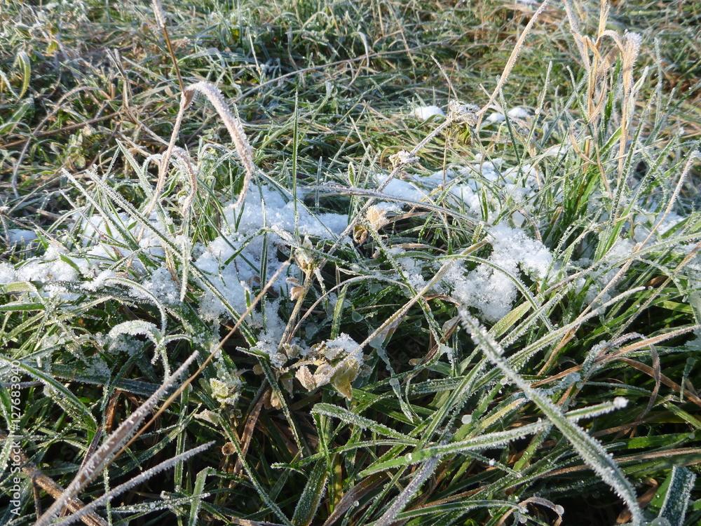frozen green grass in the beginning of winter