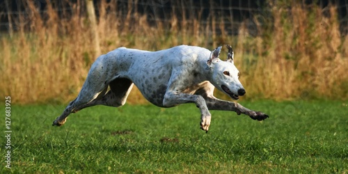 rennender Greyhound photo