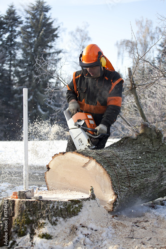 Proffesional Lumberjack Cutting big Tree during the Winter wearing protection clothes using chainsaw close up view. © rabsh