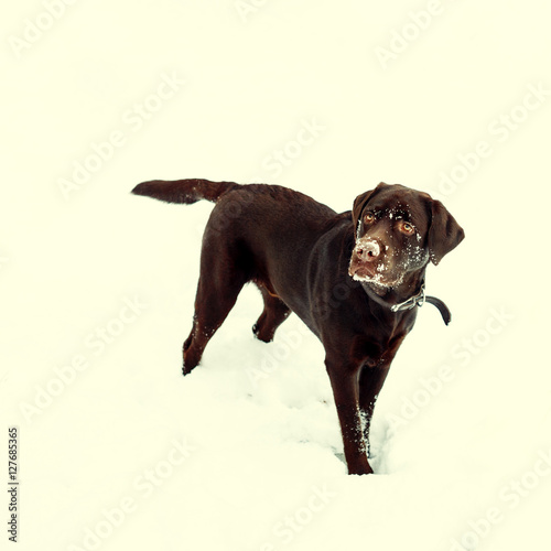 Pretty brown Labrador Retriever in winter