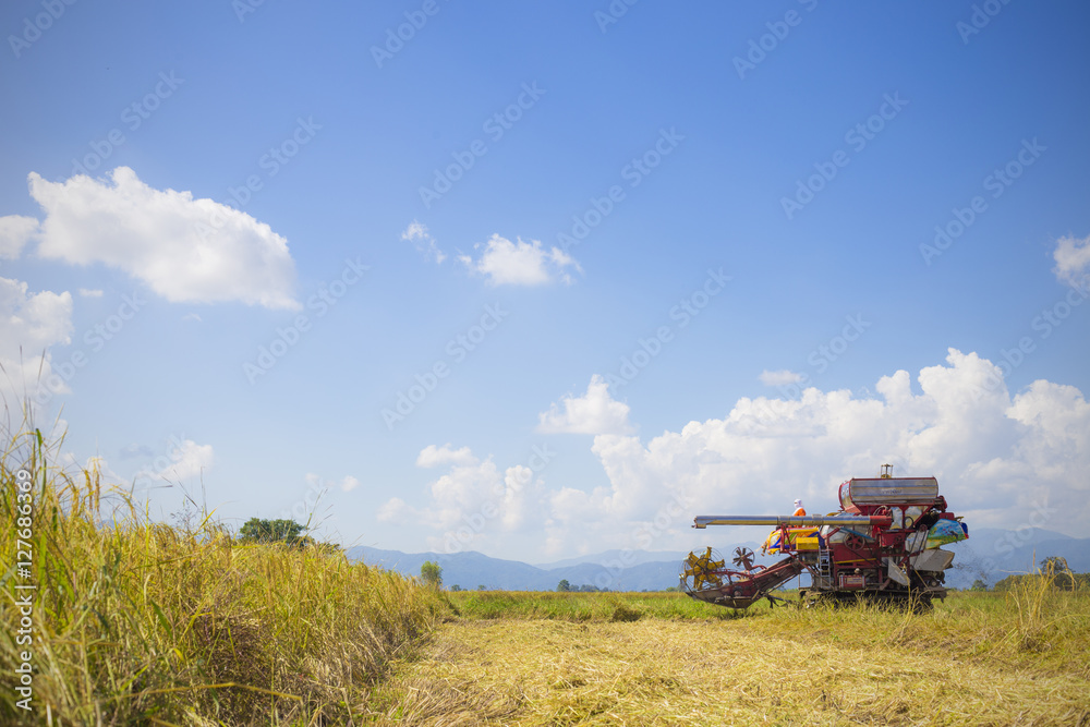 Fototapeta premium Farmer doing harvest by harvester.