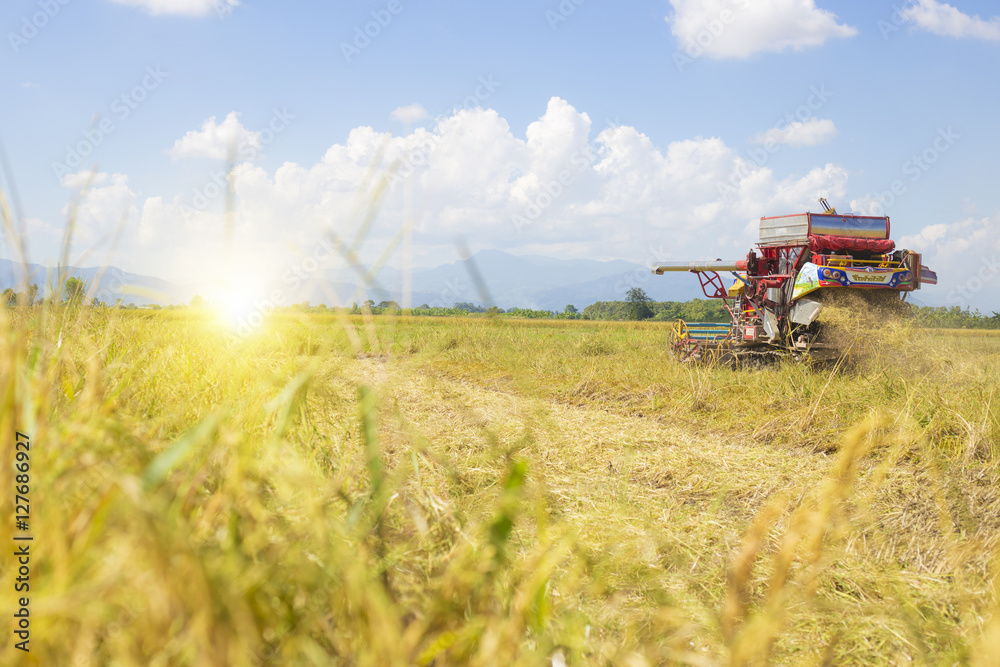 Farmer doing harvest by harvester. Farmer doing harvest by harvester.
