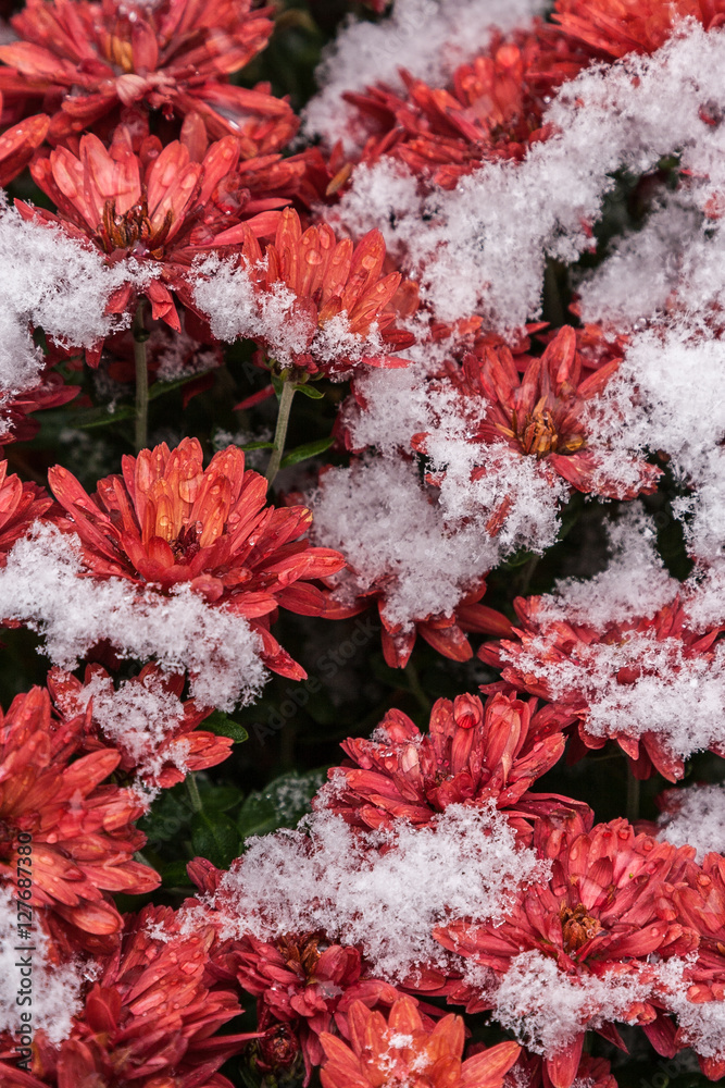 Beautiful red chrysanthemum covered with snow. Beautiful red chrysanthemum covered with snow.