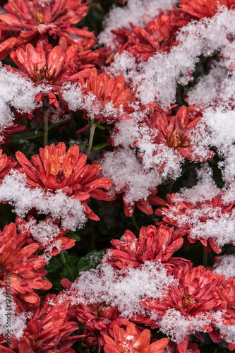 Beautiful red chrysanthemum covered with snow.