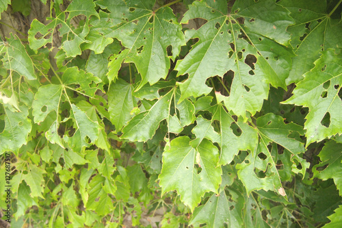 summer leafs