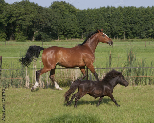 Horses. Horse and pony running together in meadow. Netherlands. photo