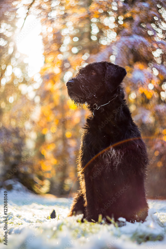 Black dog sitting in autumn forest
