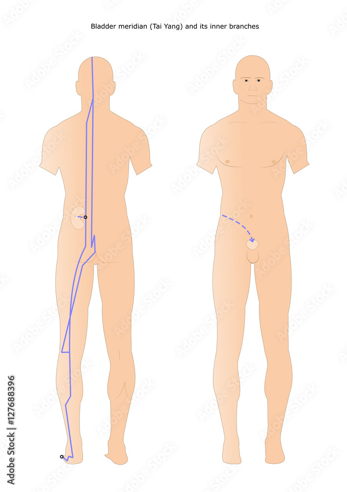 acupuncture: Bladder meridian (Tai Yang) and tis inner branches acupuncture: Bladder meridian (Tai Yang) and tis inner branches