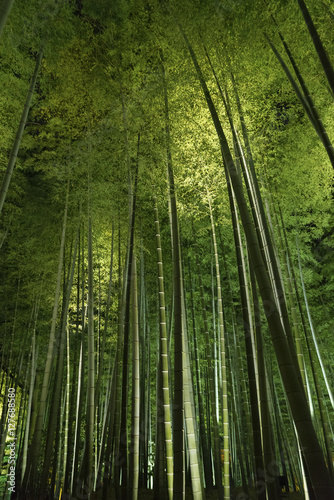 Bamboo grove, bamboo forest at Arashiyama, Kyoto, Japan