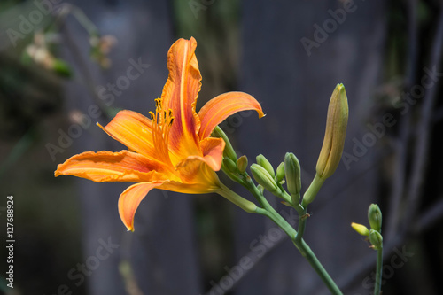 wild orange tiger lily