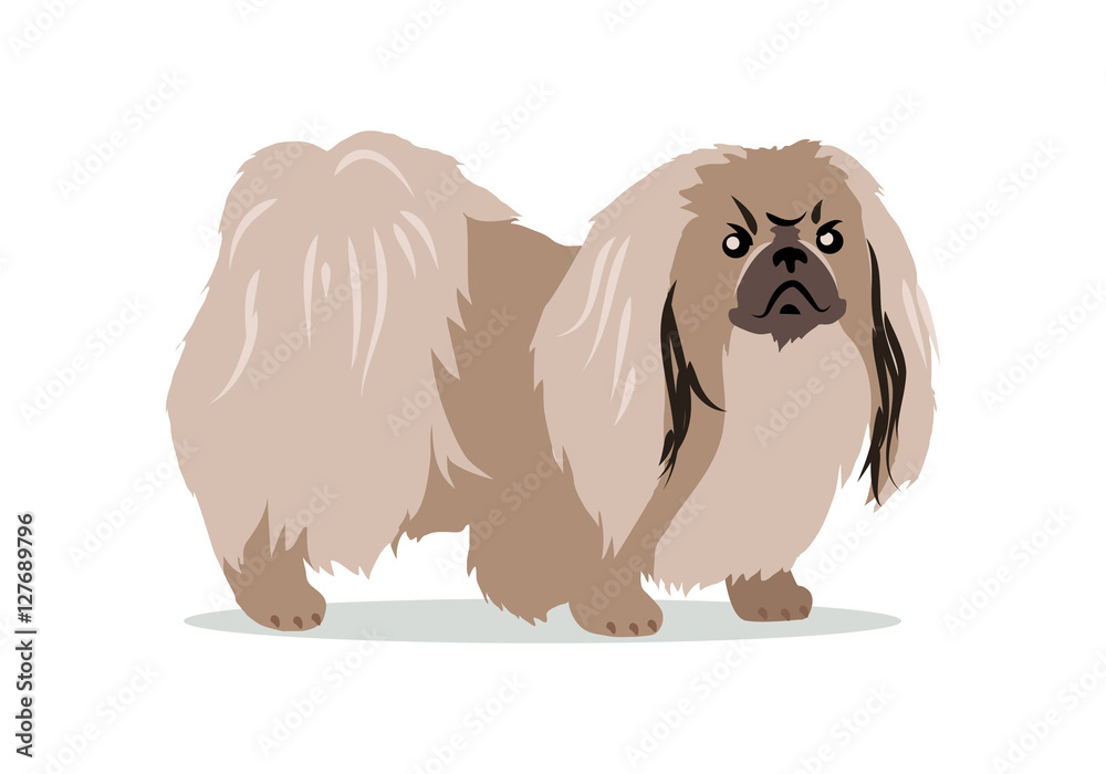 Pekingese Isolated on White Background. Pekingese Isolated on White Background.