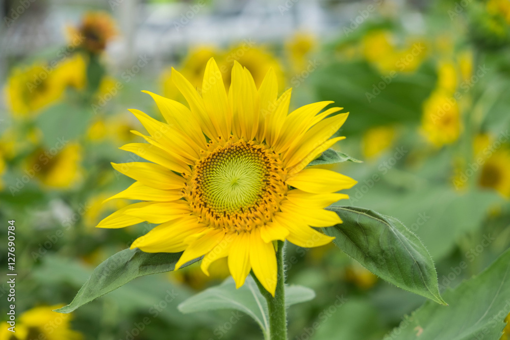 The beautiful sunflowers.
